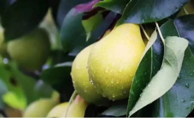 丰收节里话农村经济发展 央视点赞京东惠民小站助力农产品上行