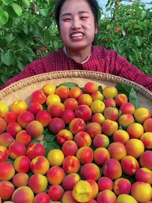 守护舌尖上的安全与品质 优质农产品的时代价值与未来之路