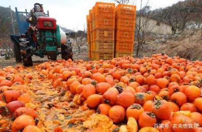 农产品滞销 本质探究与年度现象解析